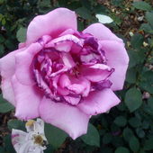 Rosarium W Parku Cho