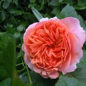 roza angielska