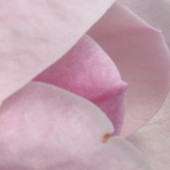 Różowa piękność.Magnolia