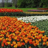 Szumią i pachną tulipanowe rabaty :-)
