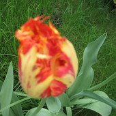 tulipan papuzi