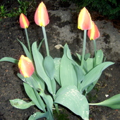 Tulipanki Po Deszczu