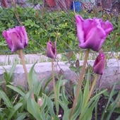 Tulipany ...........