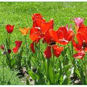 Tulipany Już Przekw
