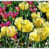 Tulipany,tulipany...