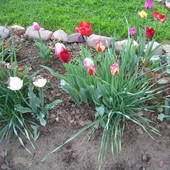 Wczorajsze  tulipany...........