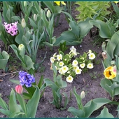 Wiosenny ogródek