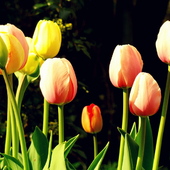 wspominkowe tulipany