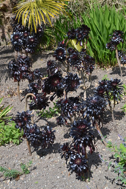 Aeonium black