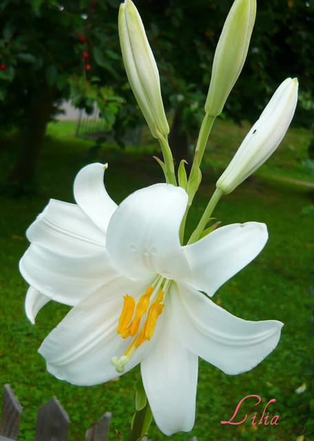 Biała lilia-Są symbolem nadziei i niewinności.