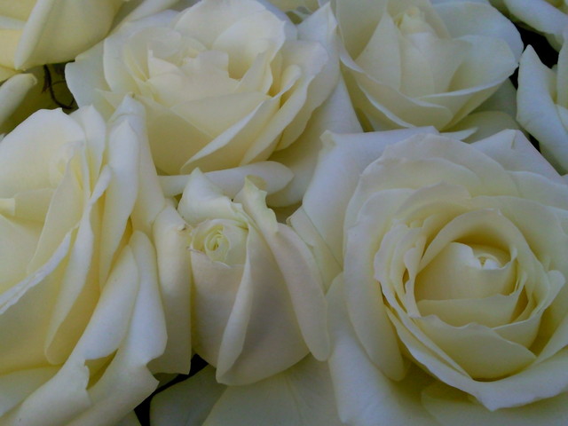Biale roze