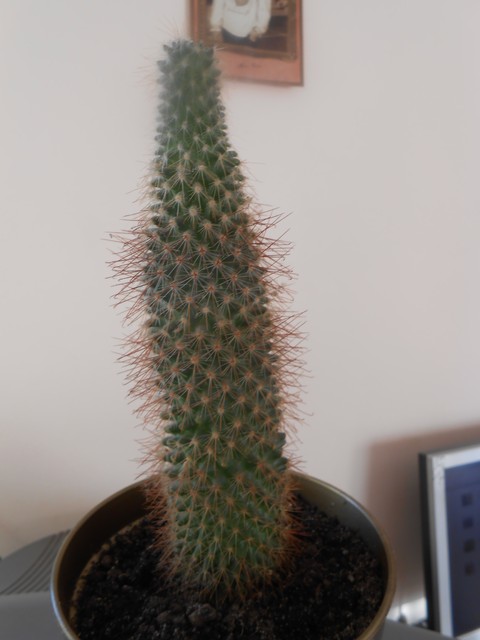 ciekawe co to za kaktus?