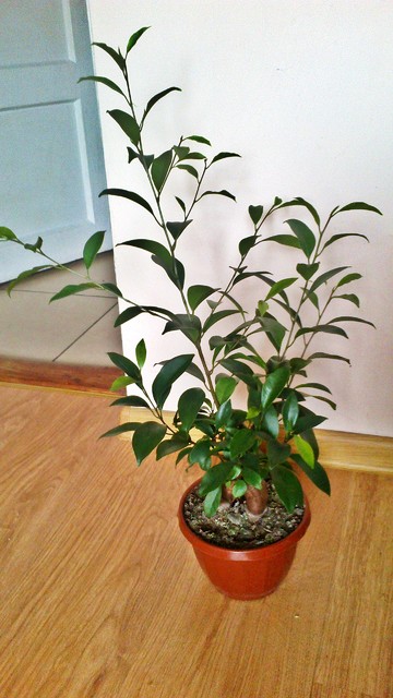 drzewko bonsai ficus