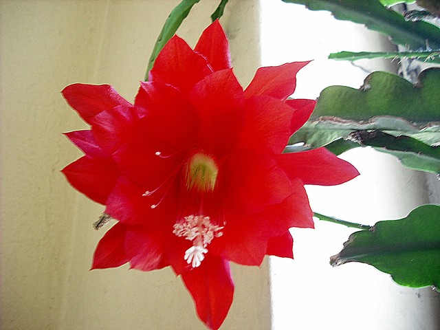 Epifilum-kwitnący kaktus