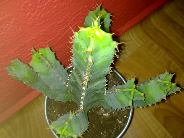 Euphorbia resinifera.