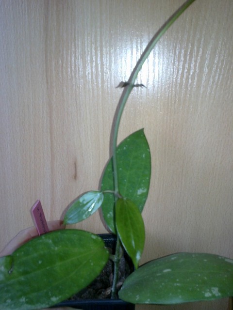Hoya purpurea fusca