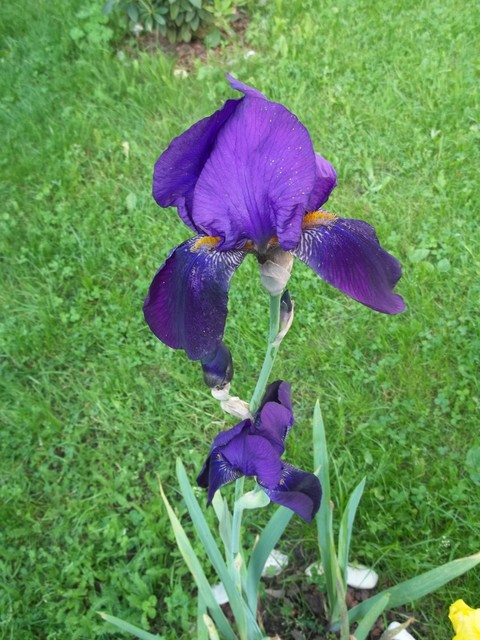 Kosaciec ogrodowy (Iris barbaa)