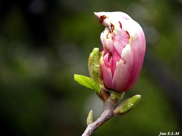 magnolia pąk