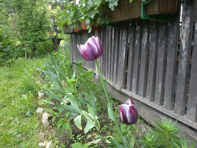 Moje ostatnie kwitnące tulipany
