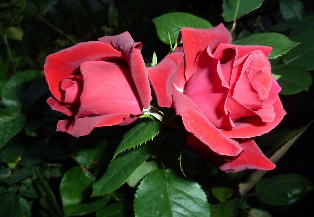 Na dobranoc - nocne róże z mojego ogrodu...