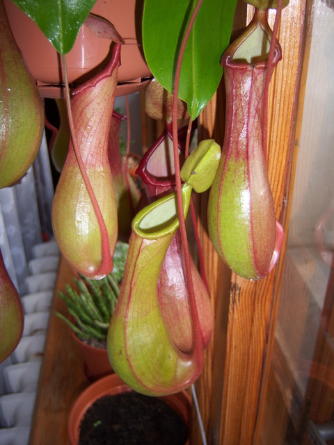 Nepenthes alata ssp.