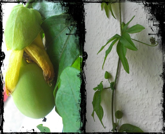 Owocki rosną a nowe pączusie już się szykują :)