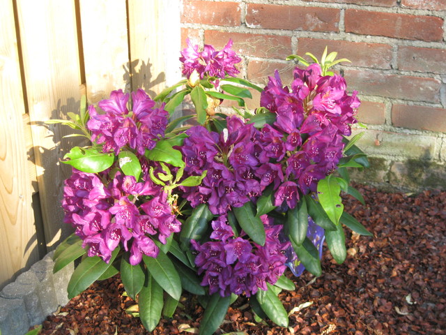 Rododendron  