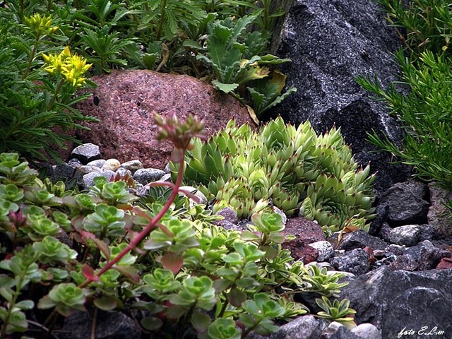 rośliny na skalniaku
