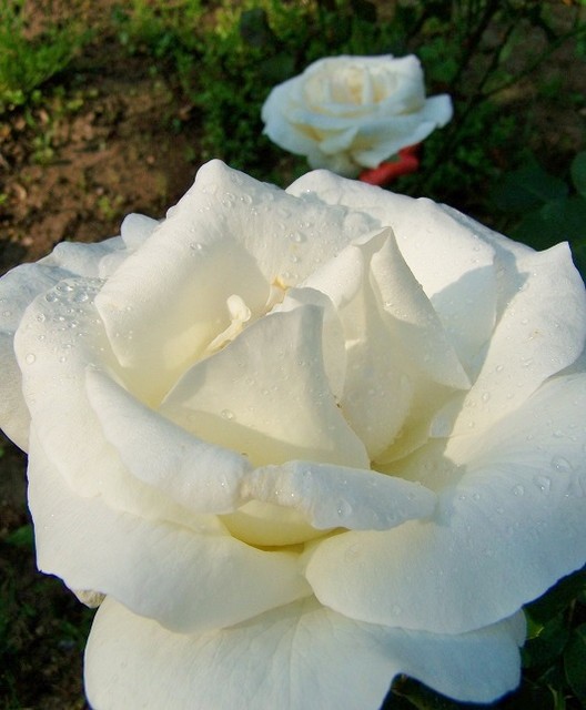 Róża Chopin.