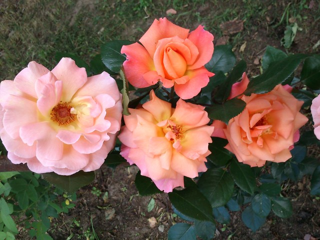 Róża rabatowa - zapach perfum :)