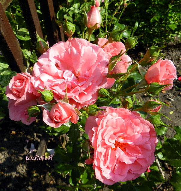 Róże w moim ogrodzie.