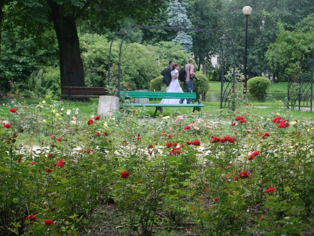 sesja ślubna w parku...?