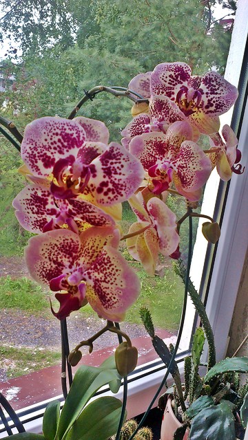 storczyk orchidea
