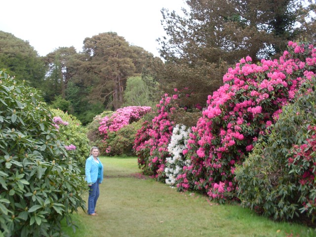 Stuletnie Rhododendrony