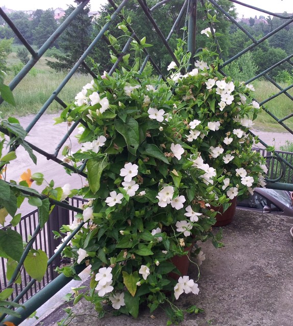 Tunbergia o białych kwiatach
