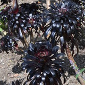 Aeonium black