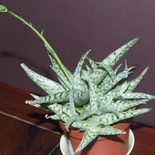  Aloe rauhii 