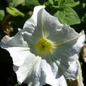 Biała  petunia.