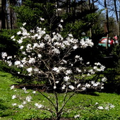 Biała Magnolia.