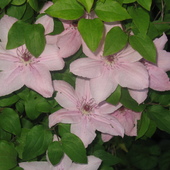 Clematis...kwiaty Si