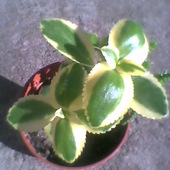 Crassula sarmentosa variegata-rośnie jak na drożdżach ;)