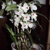 Dendrobium nobile kwitnienie