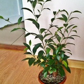 drzewko bonsai ficus