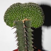  Euphorbia Philipsio