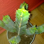 Euphorbia resinifera.