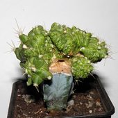 Ferocactus echidne 'Monstruosa'