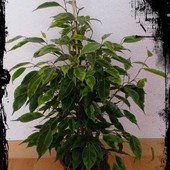 Ficus benjamina anastasia