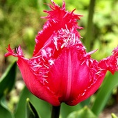 Jeszcze Inny Tulipan