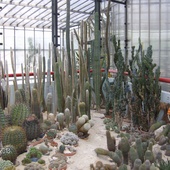 kaktusiaki