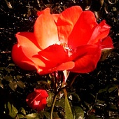 Kolejna Róża z ogrodu